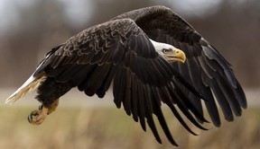 eagle faces starvation in 'last stronghold