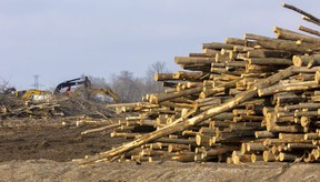 Cut down trees