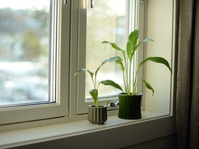 Taking care of houseplants in winter