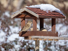birdhouse installed on winter garden