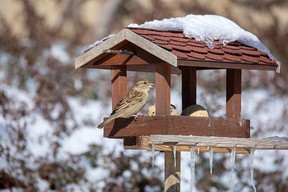 birdhouse installed on winter garden