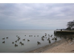 Canada geese are shown at the Sand Point Beach in Windsor at the mouth of Lake St. Clair on Friday, Jan. 5, 2024.