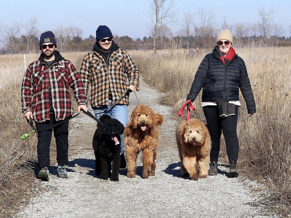 These Wallaceburg residents were taking advantage of a beautiful, warm, sunny winter day to take their dogs for a walk at the St. Clair National Wildlife Area near Pain Court. Seen here from left is Richard Grey with his bernedoodle and Daryl and Lindsay Ethier with their two goldendoodles.