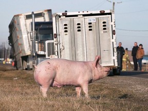 A pig is shown along North Talbot Road in Tecumseh on Tuesday, February 6, 2024. A truck hauling live pigs caught fire along the road. Some of the animals died.