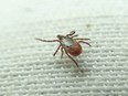The black-legged tick is a common carrier of Lyme disease. (Blair Crawford/ Postmedia Network)