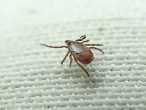 The black-legged tick is a common carrier of Lyme disease. (Blair Crawford/ Postmedia Network)