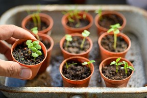 Starting seeds indoors