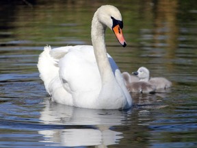 Kate, one of Stratford's most photographed swans, was killed Tuesday, April 16, 2024, in a likely coyote attack while nesting. (Beacon Herald file photo)