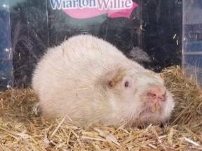 Wiarton Willie's home vandalized with spray foam insulation | London ...