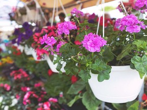 Planter baskets filled with petunias hanging for sale inside a garden center or nursery.