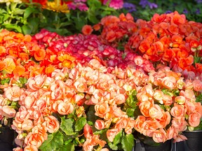 multi-colored begonia plants