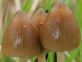 psychedelic mushroom species