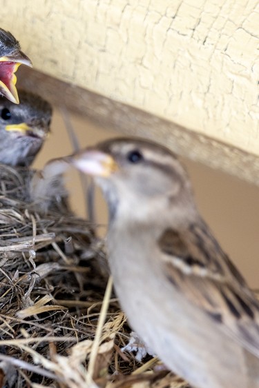 Fledgling house sparrows