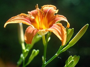 daylily blooms