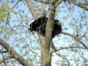 A black bear stuck in a tree, and the long effort to coax her down A black bear stuck in a tree, and the long effort to coax her down