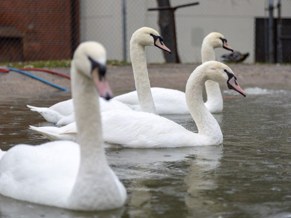 Stratford’s swans have been local celebrities since the first pair was donated in 1918.