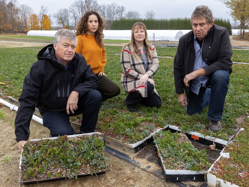 Repeal of a Toronto bylaw has sent the London-area green-roof industry into a tailspin with some calling it a “death knell." 