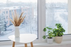 indoor plants in winter