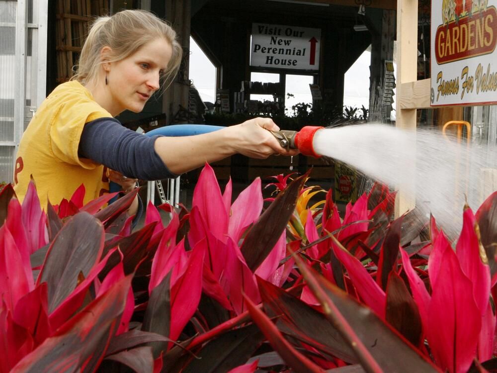 colourful bromeliads