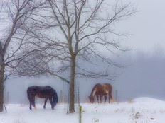 Horses graze in Lobo Township