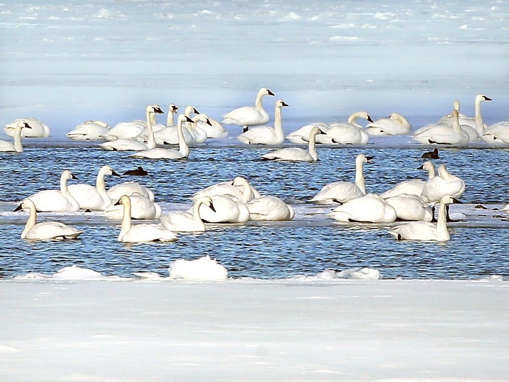 Gaggles of geese, flocks of ducks, and bevies of swans have remained regular sights in Windsor-Essex this bitterly cold winter.