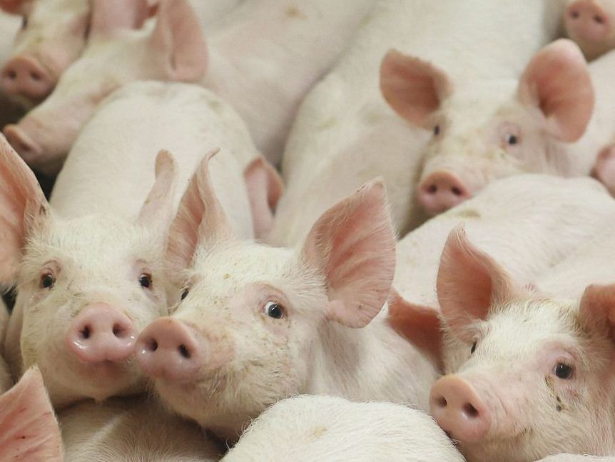 Blue: Gene-edited meat arrives in Canada – how will consumers know?