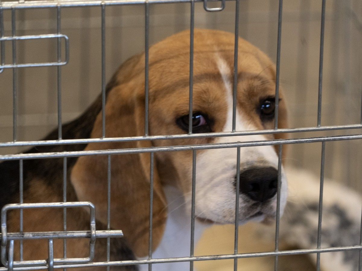 More than 17,800 dogs entered Canada through the U.S. for research purposes between 2019 and 2025, according to data from the Canadian Border Service Agency.