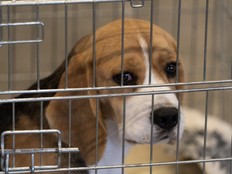 More than 17,800 dogs entered Canada through the U.S. for research purposes between 2019 and 2025, according to data from the Canadian Border Service Agency.