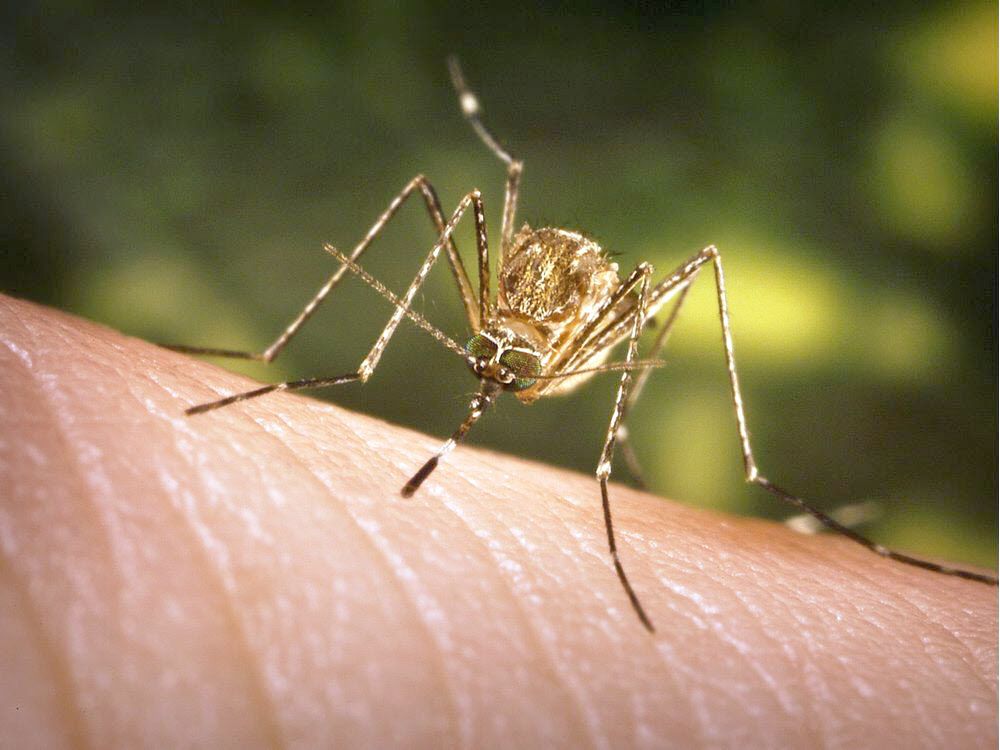 Belsara: What are the risks of contracting West Nile virus in Canada?