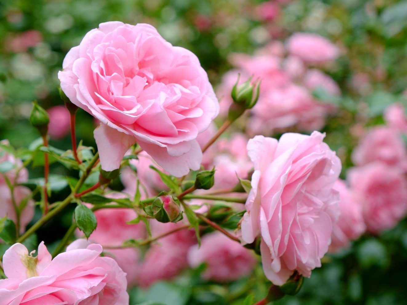 roses