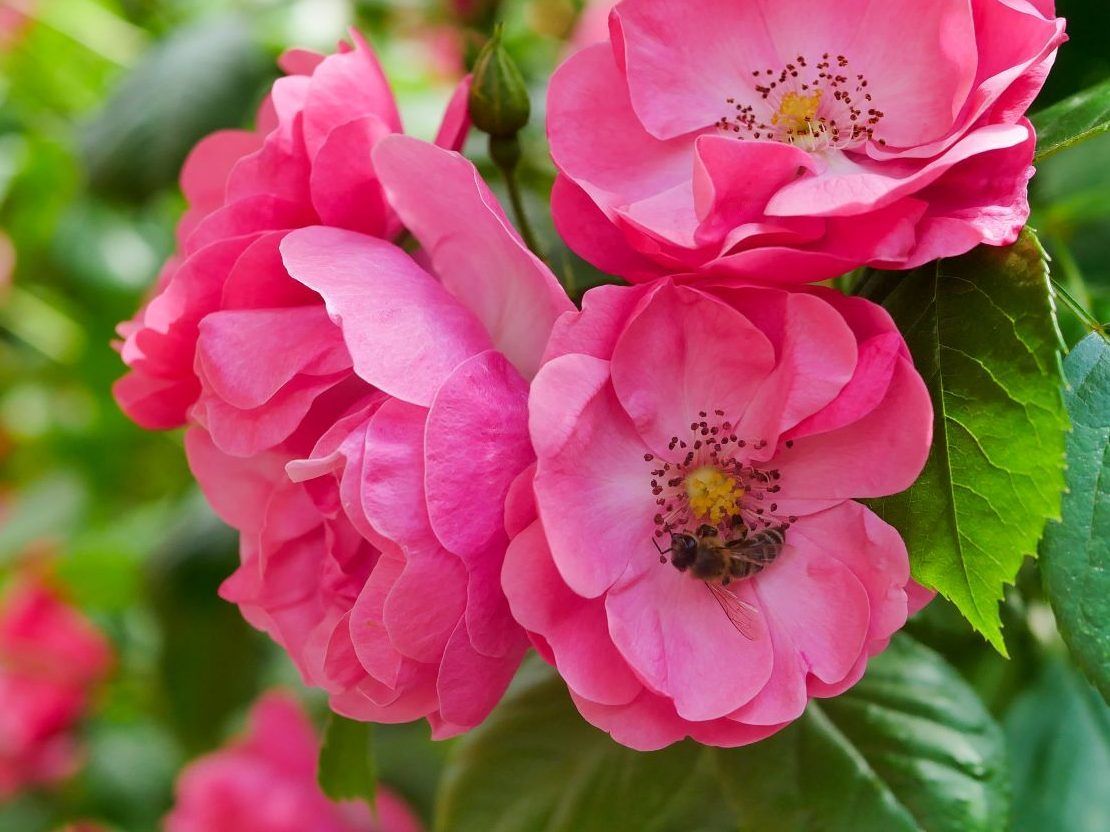 roses in spring