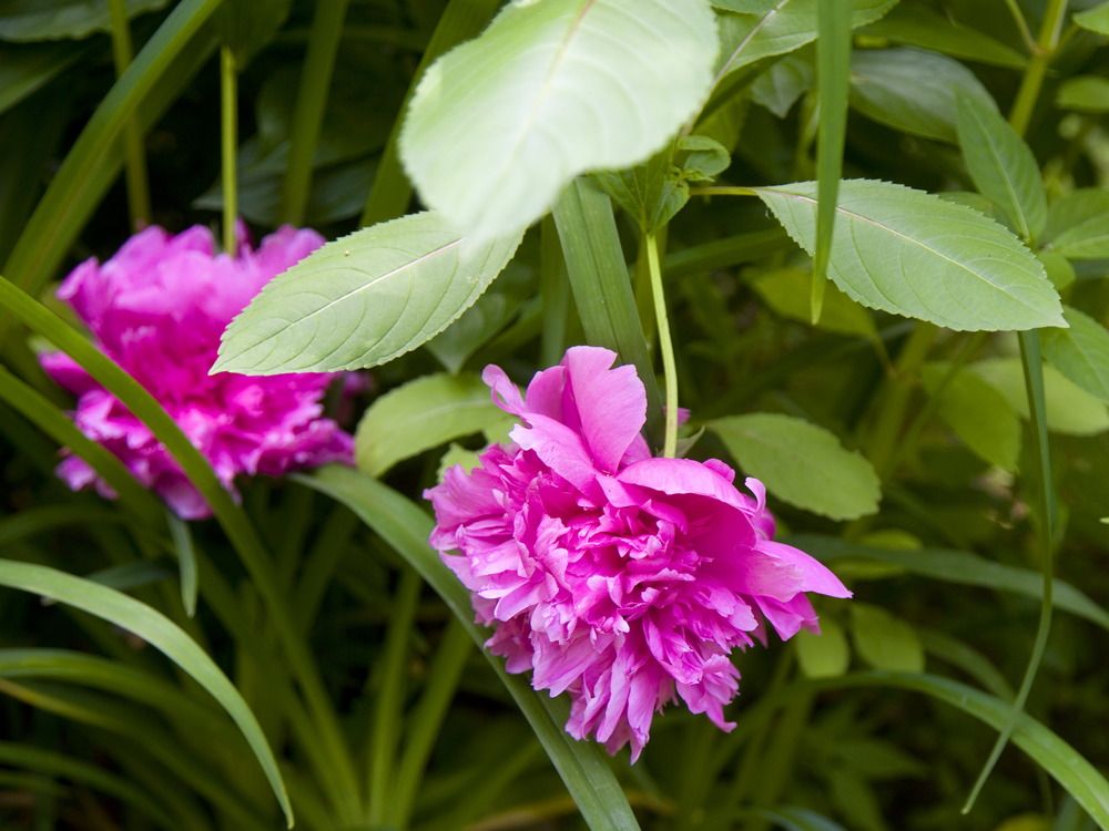 Peonies