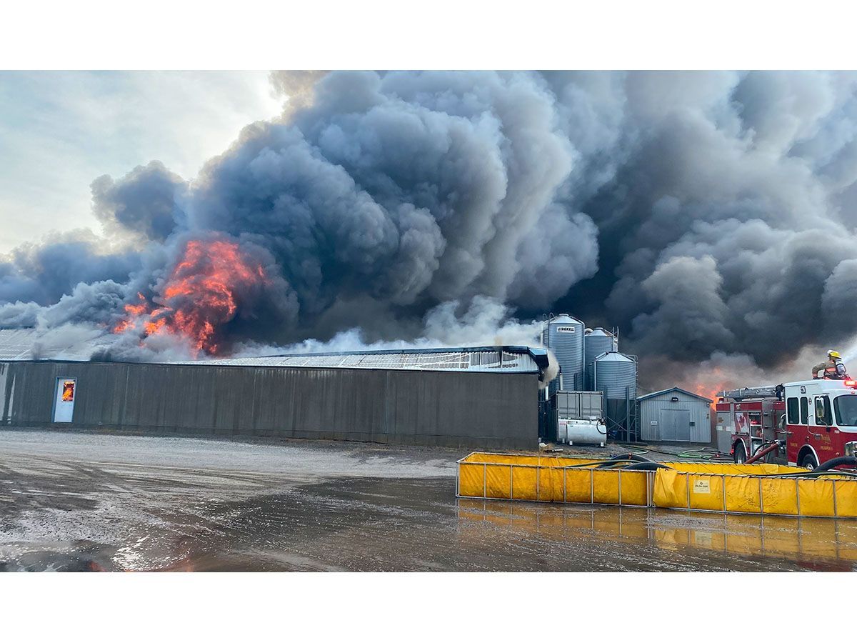20,000 pigs perish in massive Norfolk County barn fire