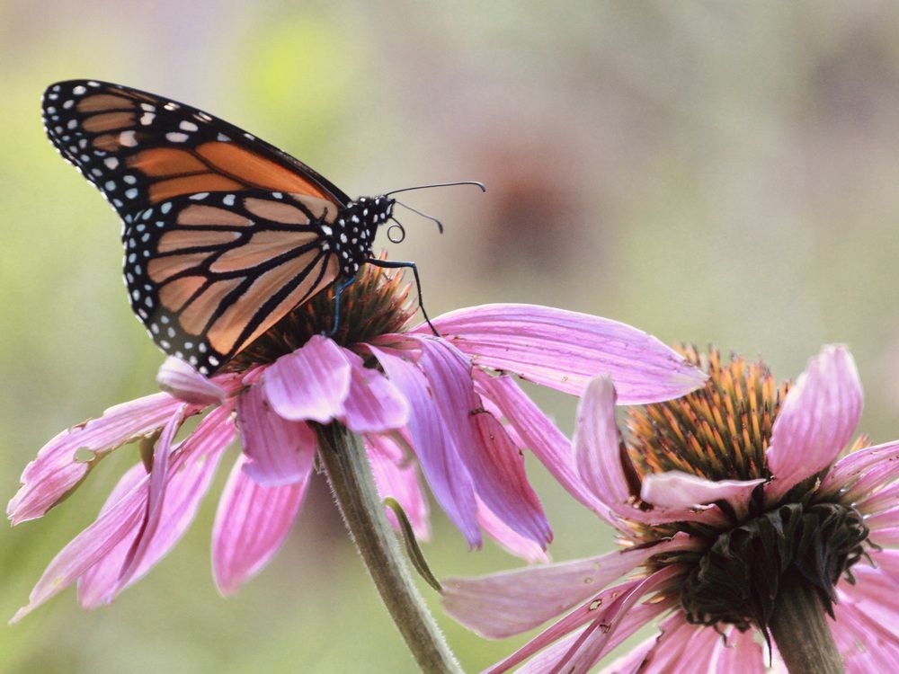butterfly on a coneflower