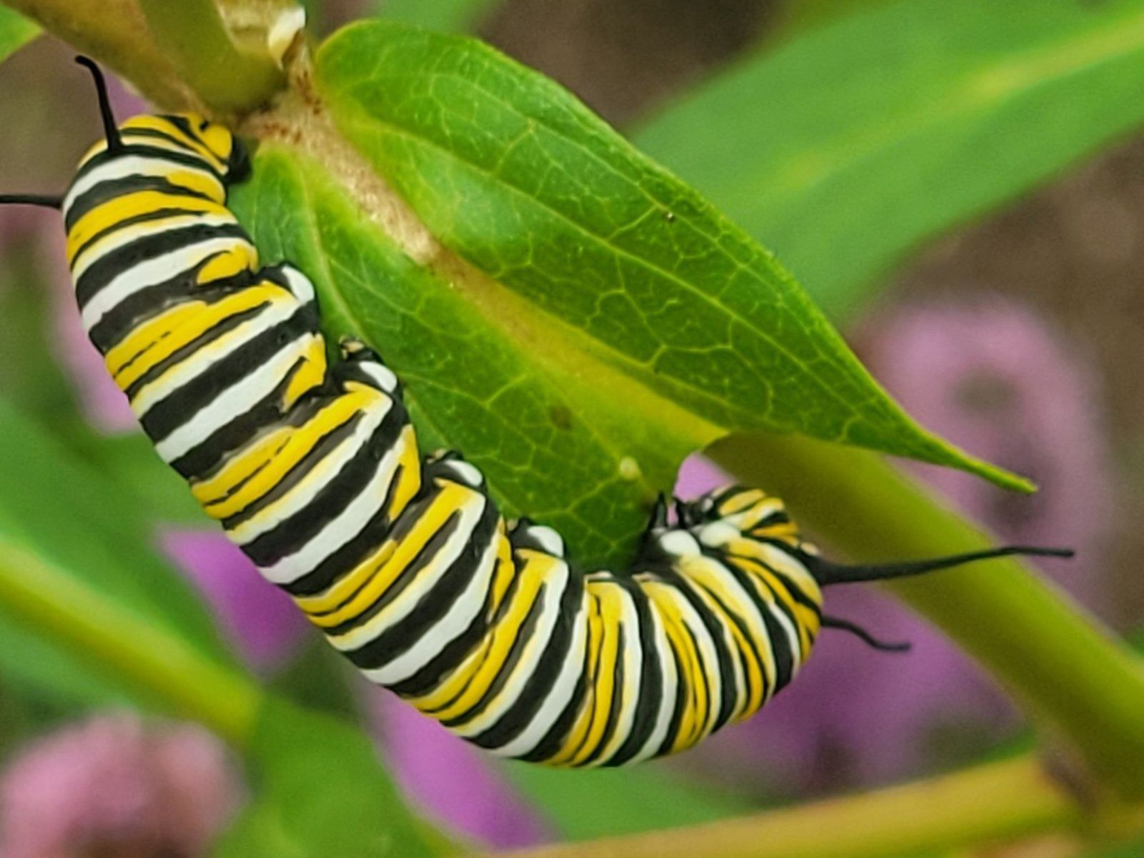 caterpillar