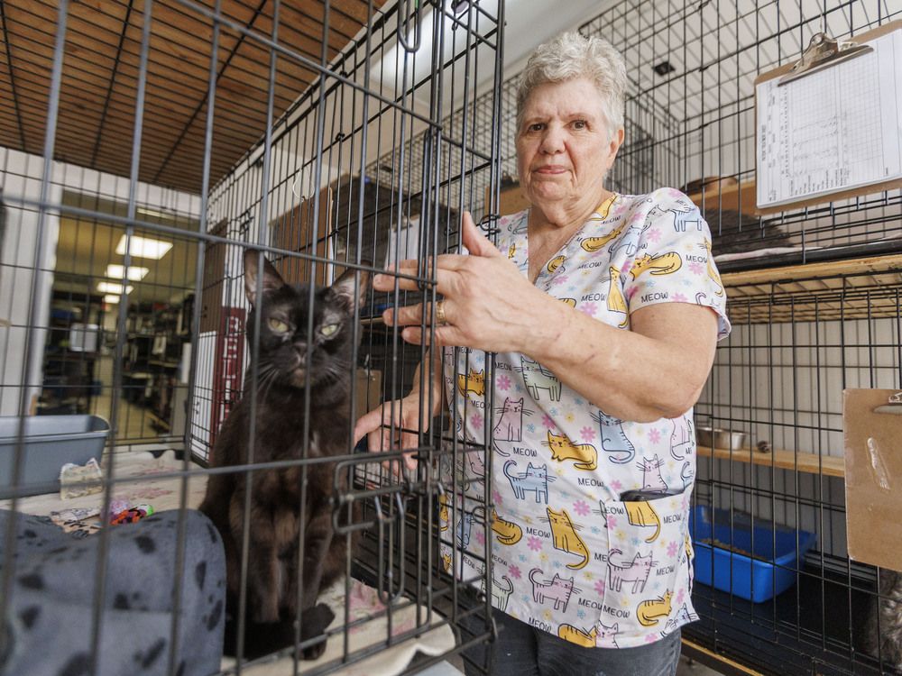 17 cats euthanized without consent of local animal rescue