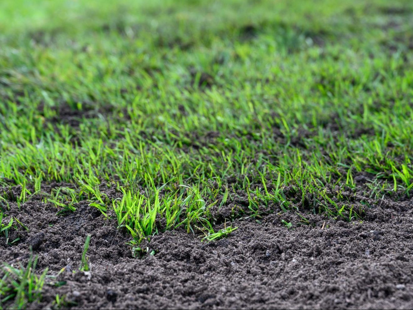 Growing Concerns: Good time to fix bare spots in lawn