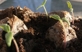 seedlings