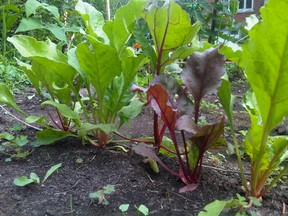 beets pic
