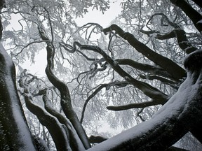 Snow covered trees can be seen at Feldberg, central Germany on December 18, 2011. A storm raged over Germany due to intense low-pressure system named 'Joachim'. (FRANK RUMPENHORST/AFP/Getty Images)