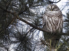 MONTREAL, QUE.: DECEMBER 12, 2011-- 13h05: An owl sleeps on a pine tree on a mild December day at Lafontaine Park in Plateau-Mont-Royal in Montreal on Monday, December 12, 2011. (Dario Ayala/THE GAZETTE)