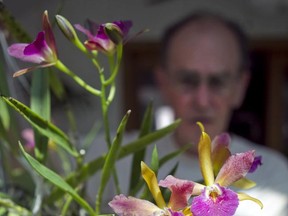 MONTREAL, QUEBEC: JULY 15, 2010 -- Orchid-grower Brian Dunbar with a cattleya hybrid Kelly Lee Thursday, July 15, 2010 in Dollard des Ormeaux in the Montreal area. For story on orchids. (John Kenney/THE GAZETTE)