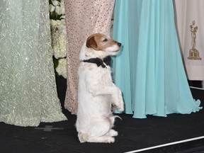 Uggie the dog from The Artist , winner of the Best Picture Oscar, poses at the feet of his fellow cast members in the press room at the 84th Annual Academy Awards on February 26, 2012 in Hollywood, California.   (JOE KLAMAR/AFP/Getty Images)