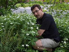 MONTREAL, QUEBEC: JUNE 7, 2011 - UQAM professor Christian Messier's naturalist garden at his Lachine front yard on Tuesday, June 7, 2011. For an Urban Expressions story about creating a natural habitat garden. (Dave Sidaway / THE GAZETTE)