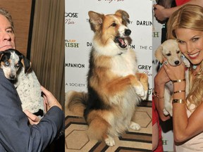 From left:  Actor Kevin Kline (left) poses with a puppy from the North Shore Animal League at the after-party for  movie Darling Companion, dog star  Kasey,
and actress Beth Ostrosky Stern with a puppy prop.
(Stephen Lovekin/Getty Images)