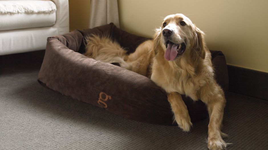 Travelling with Fido A Guide to Petfriendly Hotels Montreal Gazette