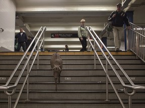 Cyrus Fakroddin's pet goat Cocoa enters the downtown subway station at Columbus Circle in New York, April 7, 2012. Cocoa is a 3-year-old Alpine Pygmy mixed goat who lives with its owner Fakroddin in Summit, New Jersey. They frequently take trips into Manhattan to enjoy the city. Fakroddin raised Cocoa since she was 2 months old and treats her like a human. "She doesn't like goats, she doesn't like farms, she likes the people and the city." Fakroddin said.