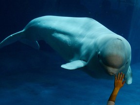 A woman uses her hand to greet a Beluga Whale at the Beijing Aquarium on May 30, 2012.  The aquarium is the largest in China and shaped like a huge conch shell. State media named it a "Beijing civilized Tourist Scenic Spot" and it houses more than 1,000 marine species and freshwater fish.       AFP PHOTO/Mark RALSTON/AFP/GettyImages