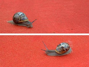 A snail is pictured on the red carpet during the 65th Cannes film festival on May 21, 2012 in Cannes.     ALBERTO PIZZOLI/AFP/GettyImages