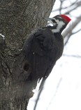 woodpecker mount royal